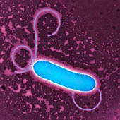 S. maltophilia bacteria,TEM