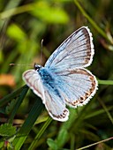 Male Chalkhill Blue (Lysandra coridon)