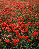 Field of red poppies