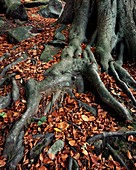 Tree roots of a beech tree
