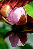 Waterlily (Victoria amazonica cruziana)