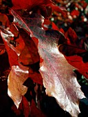 Quercus rubras (American Red Oak Leaf)