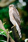 Sparrow-Hawk (Accipiter nisus)
