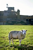 Sheep next to an industrial plant