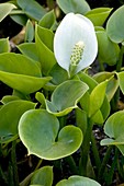 Bog arum (Calla palustris)