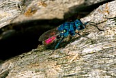 Rubytail wasp