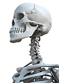 Skeleton's head,artwork