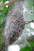 Oak processionary caterpillar nest