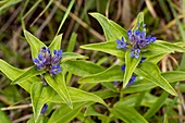 Cross gentian (Gentiana cruciata)