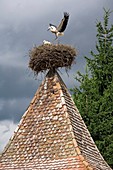 White storks nesting
