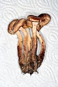 Cluster of edible mushroom