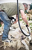Shepherd shearing sheep