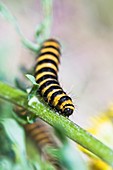 Caterpillar of Cinnabar moth