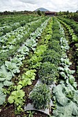 Cabbage and chilies cultivated in field
