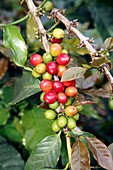 Coffee plant with fruit