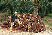Mature man posing by oil palm fruits