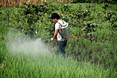Farmers spraying pesticide on rice paddy