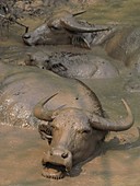 Water buffaloes wallowing in pond