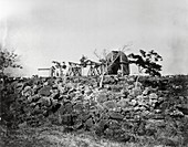 Transit of Venus,Mauritius,1874