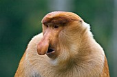 Dominant male proboscis monkey