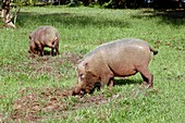 Bearded pigs foraging