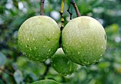 Suicide tree (Cerbera odollam) fruit