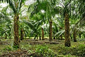 Oil palm plantation,Borneo