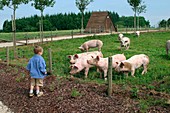 Boy at a pig farm