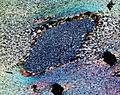 Staurolite crystal,light micrograph