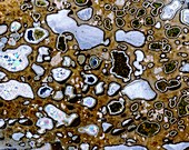 Melaphyr rock,light micrograph