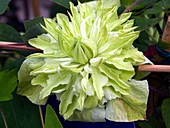 Clematis Peppermint