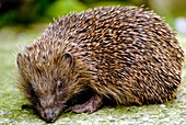 Hedgehog Erinaceus europaeus