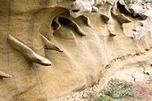 Concretions in eroded rock