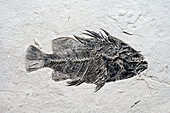 Priscacara fish fossil
