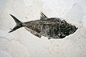 Diplomistus fish fossil