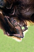 Sumatran orang-utang mother and baby