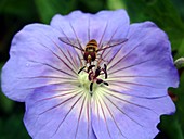 Hover Fly Voluceila Syrphus