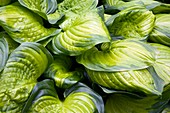 Hosta 'Stained Glass'