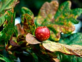 Gall apple of Oak (Quercus Robur)