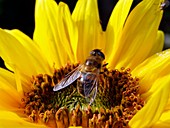 Hover Fly on a sunflower (Voluceila bombylans)