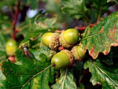 Quercus robur acorns (English Oak)