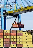 Shipping cranes moving cargo