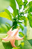 Angel's trumpet (Brugmansia sp.)