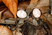 Nightjar eggs