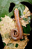 Peruvian climbing salamander