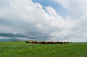 Cows sensing approaching storm