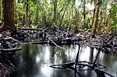 Oil spillage in a rainforest