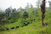 Cattle on deforested land,Ecuador
