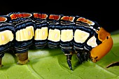 Hawkmoth caterpillar head