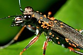 Tiger beetle infested with mites